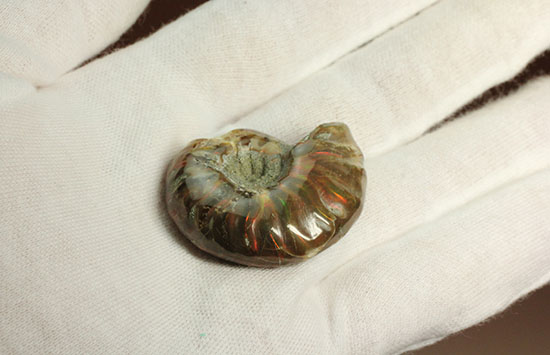 オレンジ、グリーンが鮮やか！マダガスカル産光るアンモナイト(Ammonite)（その7）