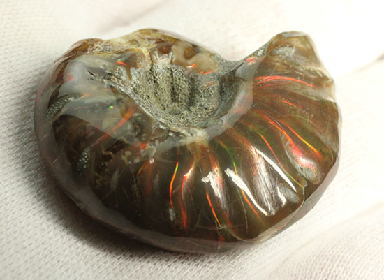 オレンジ、グリーンが鮮やか！マダガスカル産光るアンモナイト(Ammonite)（その8）