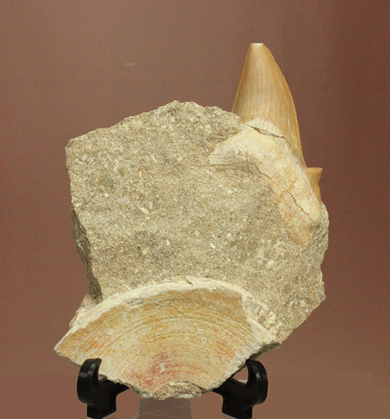 オトドゥスの歯化石