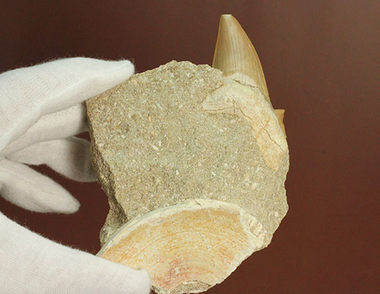 ちょうど良い角度で展示できます！大きな古代サメ歯化石、その名はオトダス(Otodus obliqqus)（その10）