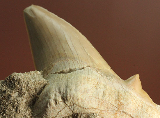 ちょうど良い角度で展示できます！大きな古代サメ歯化石、その名はオトダス(Otodus obliqqus)（その11）