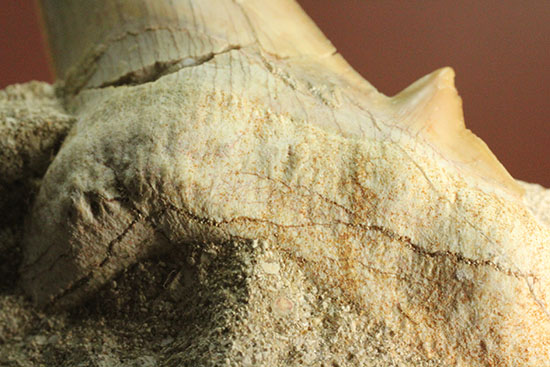 ちょうど良い角度で展示できます！大きな古代サメ歯化石、その名はオトダス(Otodus obliqqus)（その12）