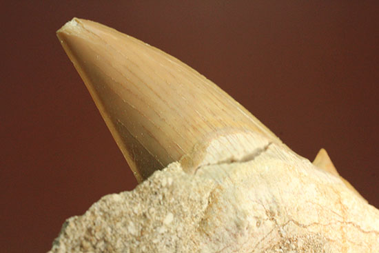 ちょうど良い角度で展示できます！大きな古代サメ歯化石、その名はオトダス(Otodus obliqqus)（その13）