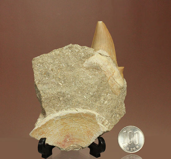 ちょうど良い角度で展示できます！大きな古代サメ歯化石、その名はオトダス(Otodus obliqqus)（その14）