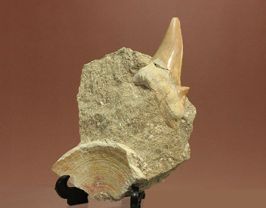 ちょうど良い角度で展示できます！大きな古代サメ歯化石、その名はオトダス(Otodus obliqqus)（その2）