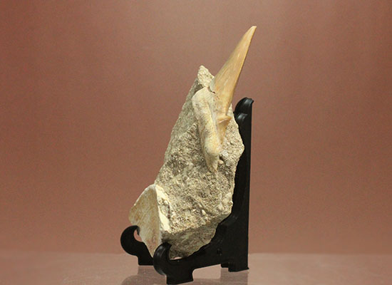 ちょうど良い角度で展示できます！大きな古代サメ歯化石、その名はオトダス(Otodus obliqqus)（その3）