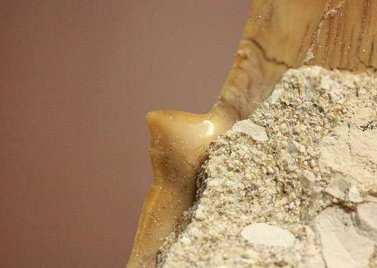 古代ザメの歯オトドゥス