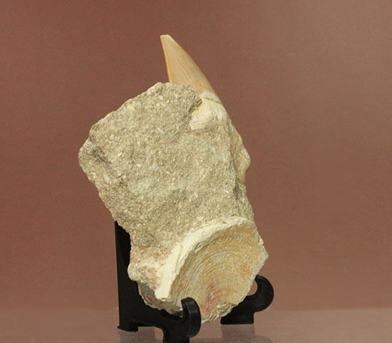 ちょうど良い角度で展示できます！大きな古代サメ歯化石、その名はオトダス(Otodus obliqqus)（その8）