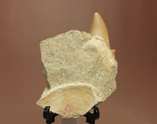 ちょうど良い角度で展示できます！大きな古代サメ歯化石、その名はオトダス(Otodus obliqqus)（その9）