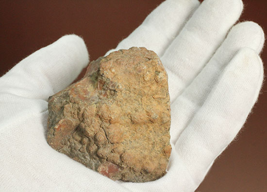 カチカチ！そしてつぶつぶ！恐竜のウンチ化石コプロライト(Coplorite)（その8）