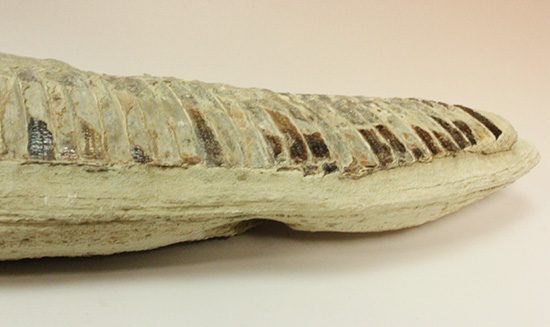 ブラジルセアラ産２ｋｇ近い立派な魚化石。カマス類。（その10）