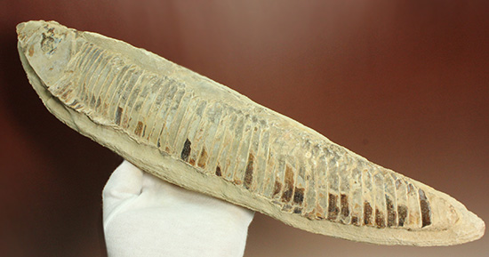 ブラジルセアラ産２ｋｇ近い立派な魚化石。カマス類。/中生代白亜紀（1億3500万 -- 6500万年前）【ot558】