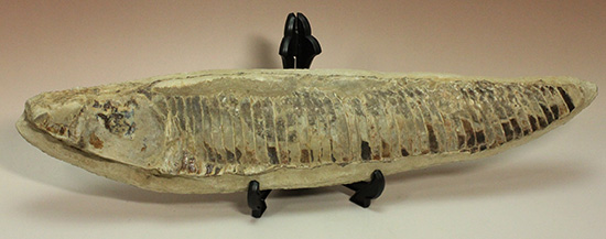 ブラジルセアラ産２ｋｇ近い立派な魚化石。カマス類。
