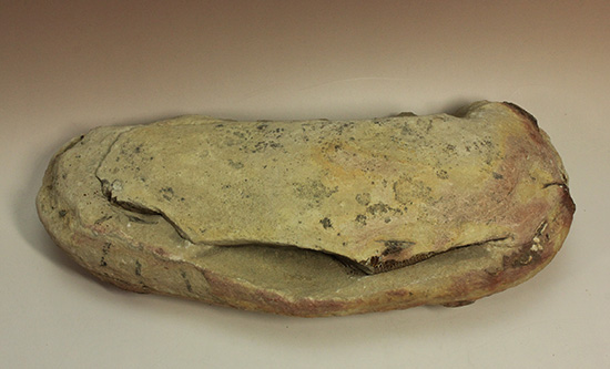 白亜紀ノジュール魚化石ブラジル・セアラ州産