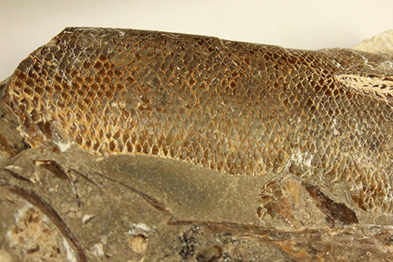 異なる魚が共存!白亜紀ノジュール魚化石ブラジル・セアラ州産(その10)
