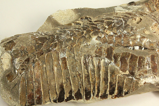 異なる魚が共存！白亜紀ノジュール魚化石ブラジル・セアラ州産（その11）
