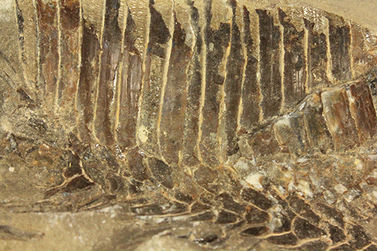 異なる魚が共存！白亜紀ノジュール魚化石ブラジル・セアラ州産（その12）