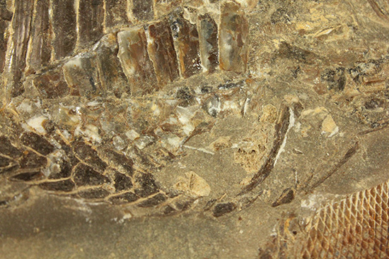 異なる魚が共存！白亜紀ノジュール魚化石ブラジル・セアラ州産（その13）