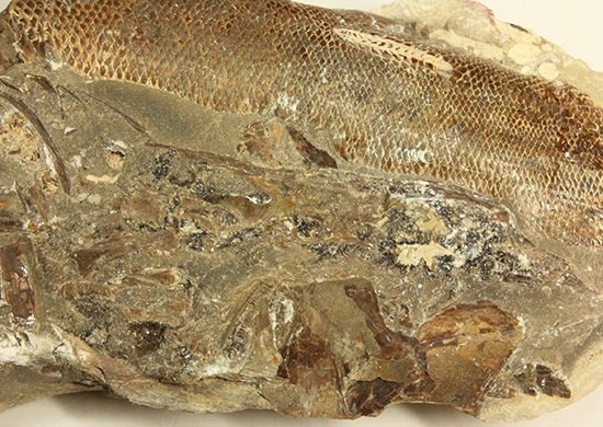 異なる魚が共存！白亜紀ノジュール魚化石ブラジル・セアラ州産（その14）