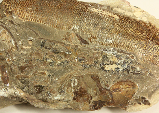 異なる魚が共存!白亜紀ノジュール魚化石ブラジル・セアラ州産(その14)