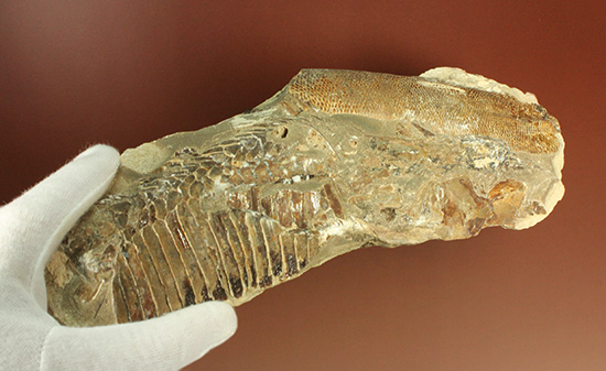 異なる魚が共存！白亜紀ノジュール魚化石ブラジル・セアラ州産（その15）