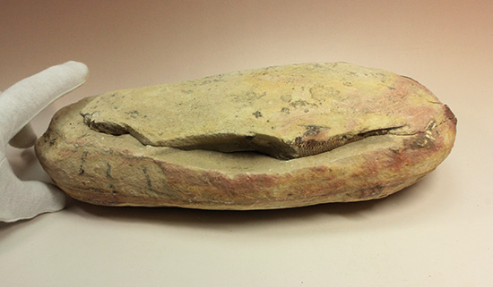 異なる魚が共存！白亜紀ノジュール魚化石ブラジル・セアラ州産（その16）