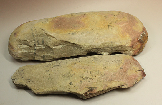異なる魚が共存！白亜紀ノジュール魚化石ブラジル・セアラ州産（その17）