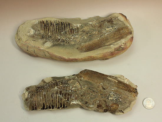 異なる魚が共存！白亜紀ノジュール魚化石ブラジル・セアラ州産（その18）