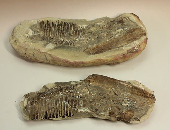 異なる魚が共存！白亜紀ノジュール魚化石ブラジル・セアラ州産（その2）