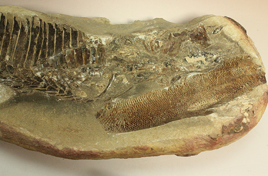 異なる魚が共存！白亜紀ノジュール魚化石ブラジル・セアラ州産（その3）