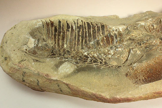 異なる魚が共存！白亜紀ノジュール魚化石ブラジル・セアラ州産（その4）