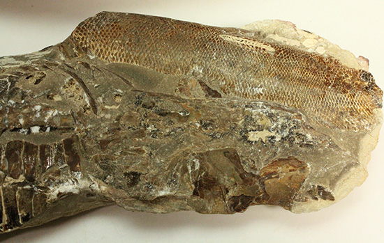 異なる魚が共存!白亜紀ノジュール魚化石ブラジル・セアラ州産(その5)