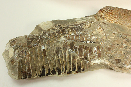 異なる魚が共存！白亜紀ノジュール魚化石ブラジル・セアラ州産（その6）