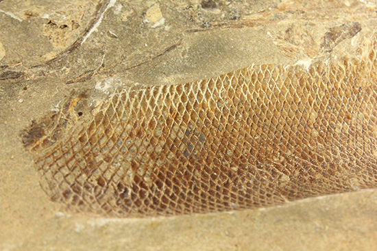 異なる魚が共存！白亜紀ノジュール魚化石ブラジル・セアラ州産