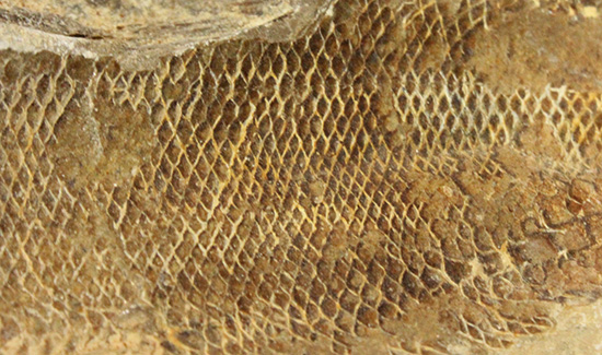 異なる魚が共存!白亜紀ノジュール魚化石ブラジル・セアラ州産(その8)