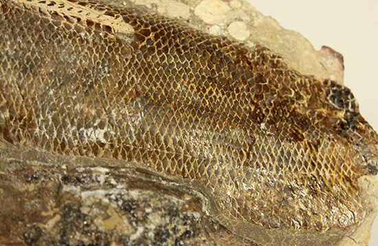 異なる魚が共存！白亜紀ノジュール魚化石ブラジル・セアラ州産（その9）