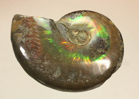 広い面で光を放つ!マダガスカル産光るアンモナイト(Ammonite)(その1)