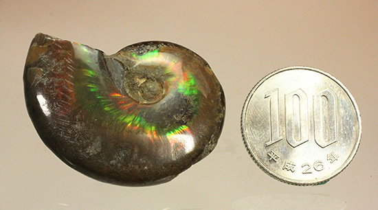 広い面で光を放つ！マダガスカル産光るアンモナイト(Ammonite)（その11）