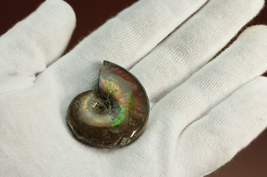 広い面で光を放つ！マダガスカル産光るアンモナイト(Ammonite)（その2）