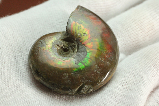 広い面で光を放つ！マダガスカル産光るアンモナイト(Ammonite)（その3）