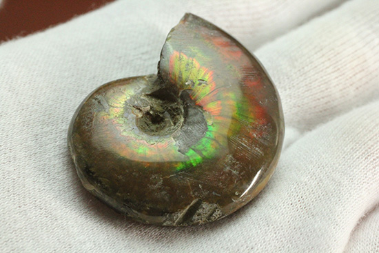 広い面で光を放つ!マダガスカル産光るアンモナイト(Ammonite)(その3)