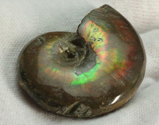 広い面で光を放つ!マダガスカル産光るアンモナイト(Ammonite)(その4)