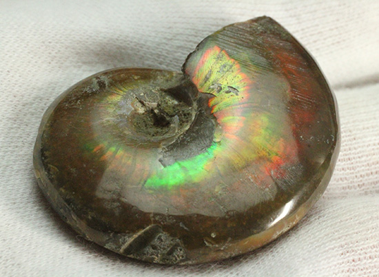 広い面で光を放つ!マダガスカル産光るアンモナイト(Ammonite)(その7)