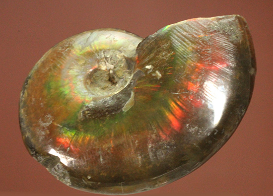 広い面で光を放つ！マダガスカル産光るアンモナイト(Ammonite)（その8）