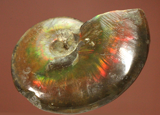 広い面で光を放つ!マダガスカル産光るアンモナイト(Ammonite)(その8)