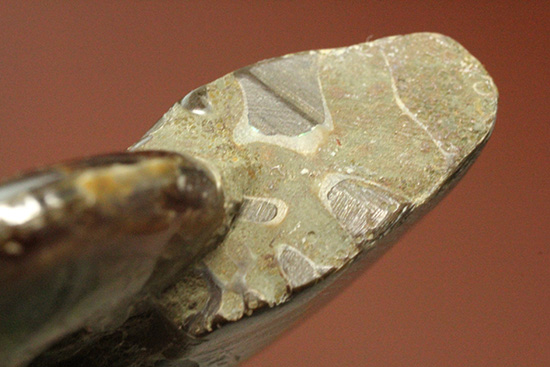 広い面で光を放つ！マダガスカル産光るアンモナイト(Ammonite)（その9）