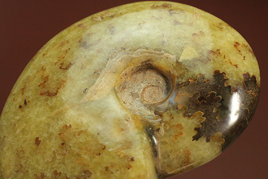 どちらの面を表にして飾る！？嬉しい悩みの縫合線ポリッシュアンモナイト(Ammonite)（その16）