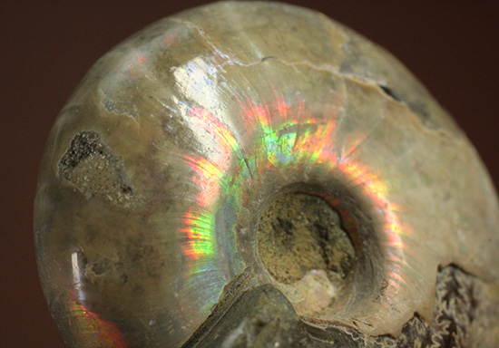 虹色に光るホワイトアンモナイト(Ammonite)