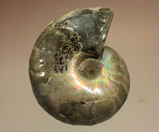 コロコロした、丸～いフォルムが魅力です！虹色に光るホワイトアンモナイト(Ammonite)（その2）