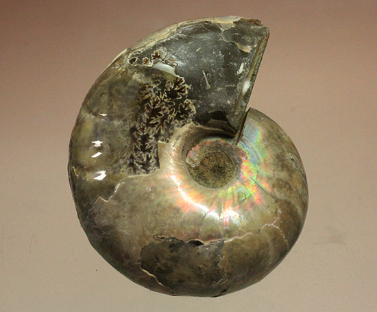 コロコロした、丸~いフォルムが魅力です!虹色に光るホワイトアンモナイト(Ammonite)(その2)